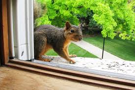 Kansas City Squirrel Removal