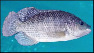 live tilapia for sale