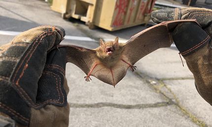 Denver Bat Removal