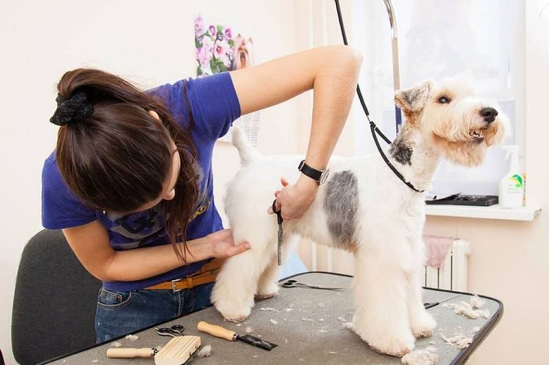 Dog Grooming